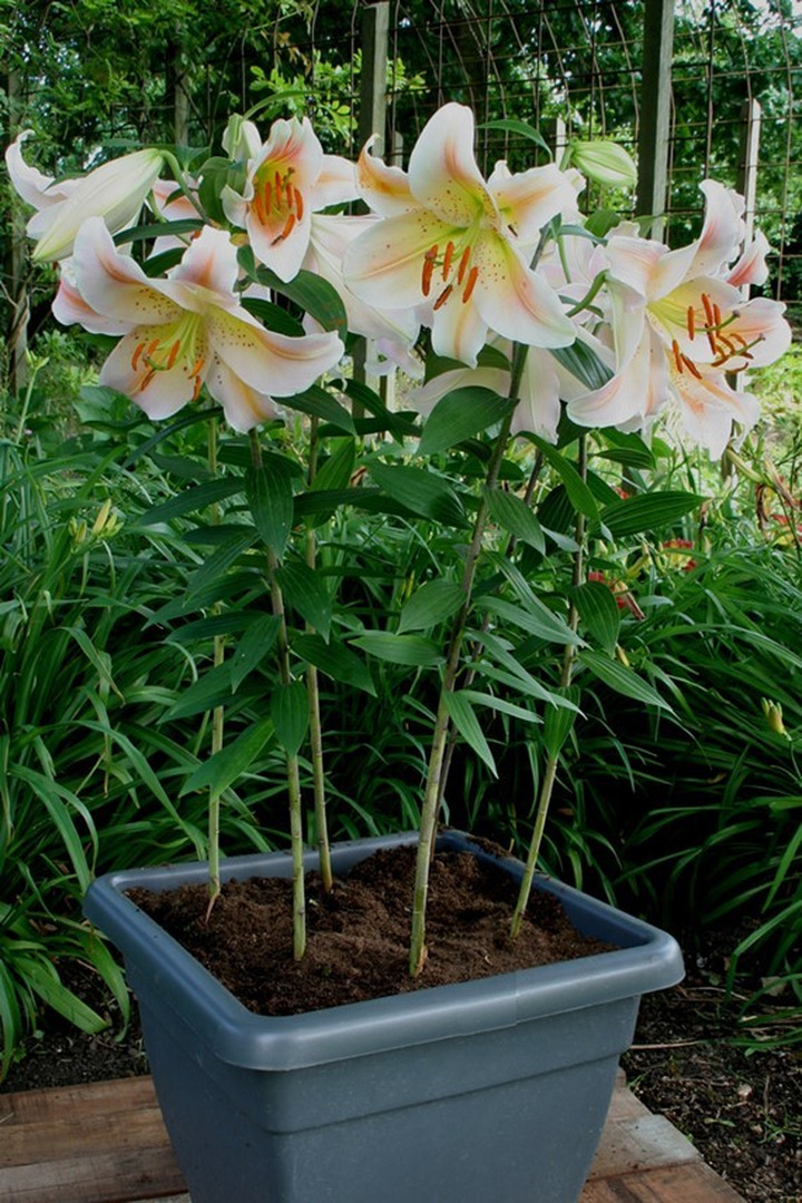 Lelija (Lot Lilium) 'Salmon Party'-LELIJOS-SVOGŪNINĖS GĖLĖS