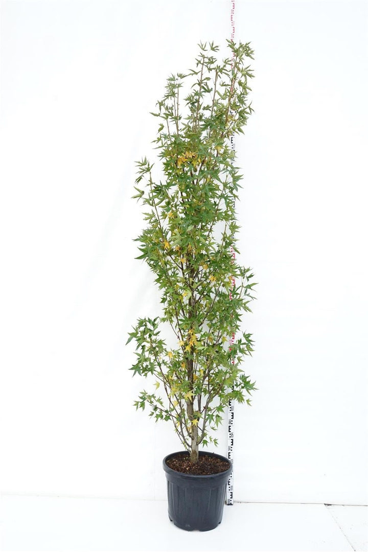 Dervamedis tikrasis (Lot Liquidambar st.) 'Stella' C55 300-350 CM FEAT-DERVAMEDŽIAI-MEDŽIAI