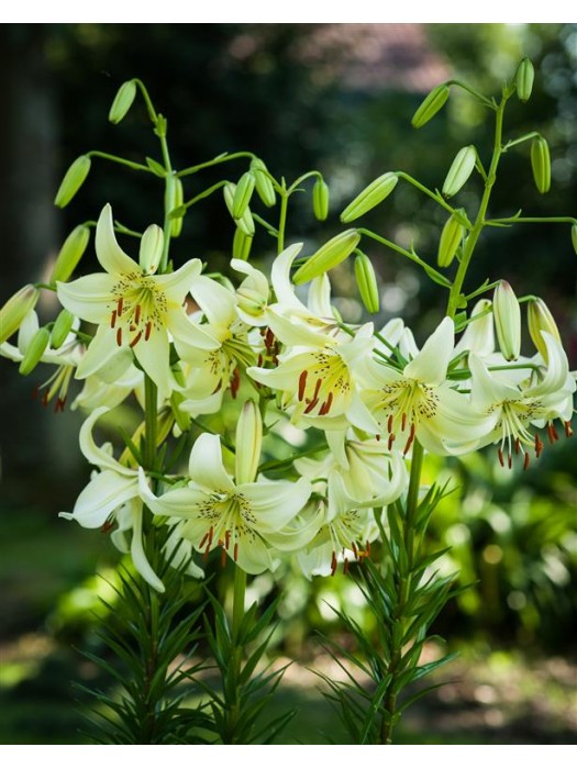 Lelija (Lot Lilium) 'Sweet Surrender'-LELIJOS-SVOGŪNINĖS GĖLĖS