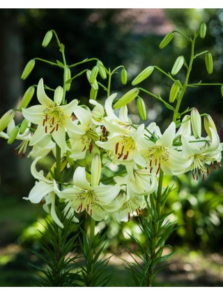 Lelija (Lot Lilium) 'Sweet Surrender'-LELIJOS-SVOGŪNINĖS GĖLĖS