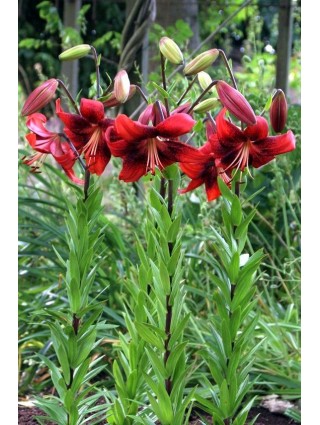 Lelija (Lot Lilium) 'Strawberry Event'-LELIJOS-SVOGŪNINĖS GĖLĖS