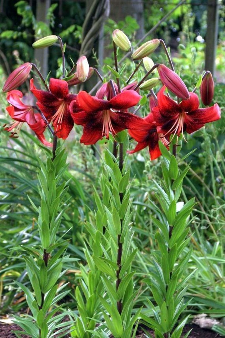 Lelija (Lot Lilium) 'Strawberry Event'-LELIJOS-SVOGŪNINĖS GĖLĖS