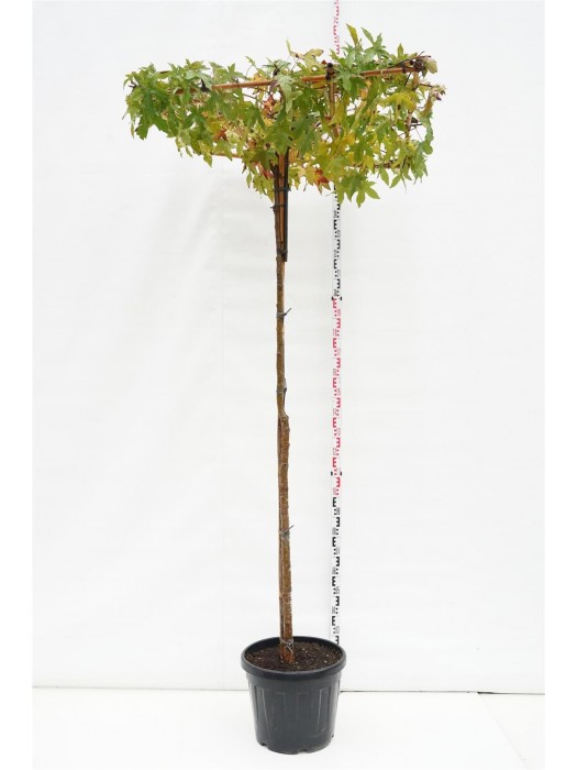 Dervamedis tikrasis (roof) (Lot Liquidambar styraciflua (roof)) C45 KOTAS 225 CM KOTO APIMTIS 12-14