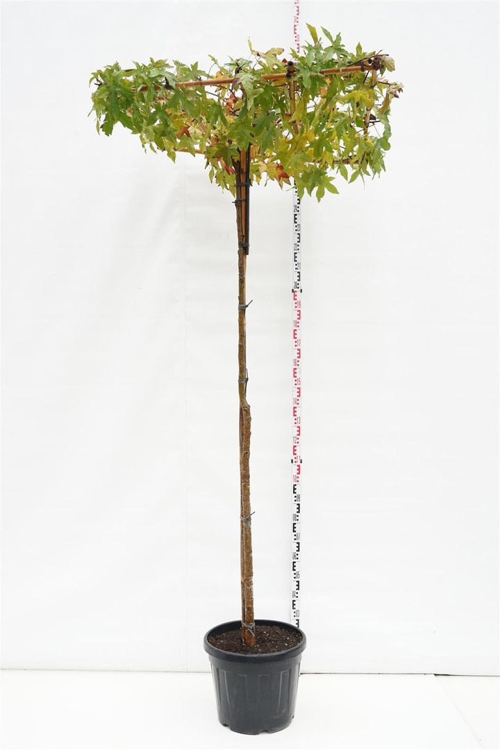 Dervamedis tikrasis (roof) (Lot Liquidambar styraciflua (roof)) C45 KOTAS 225 CM KOTO APIMTIS 12-14