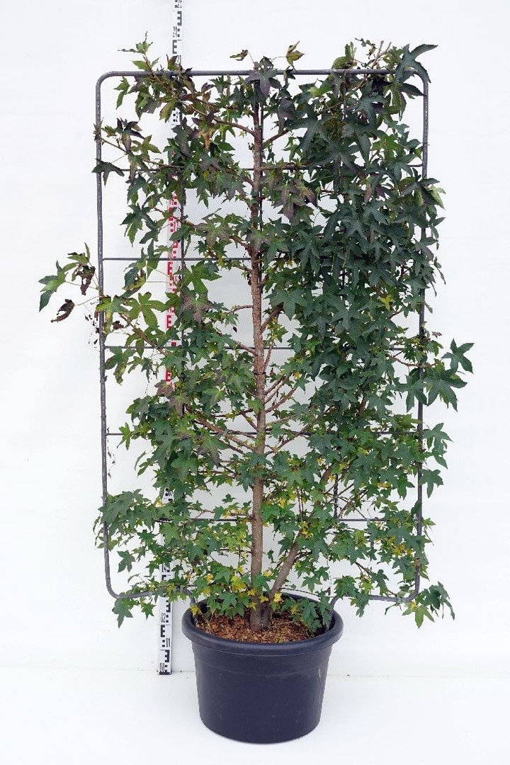 Dervamedis tikrasis (espalier) (Lot Liquidambar styraciflua (espalier)) C60 190H110W-DERVAMEDŽIAI-MEDŽIAI