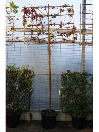 Dervamedis tikrasis (espalier) (Lot Liquidambar styraciflua (espalier)) C55 KOTAS 200 CM KOTO APPIMTIS 12-14