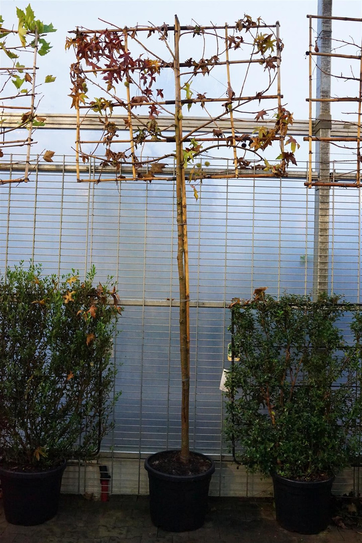 Dervamedis tikrasis (espalier) (Lot Liquidambar styraciflua (espalier)) C55 KOTAS 200 CM KOTO APPIMTIS 12-14