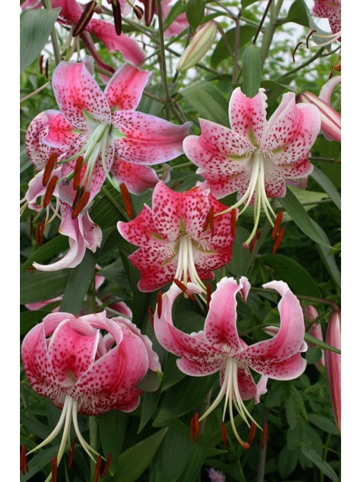 Lelija speci. (Lot Lilium speci.) 'Uchida'-LELIJOS-SVOGŪNINĖS GĖLĖS