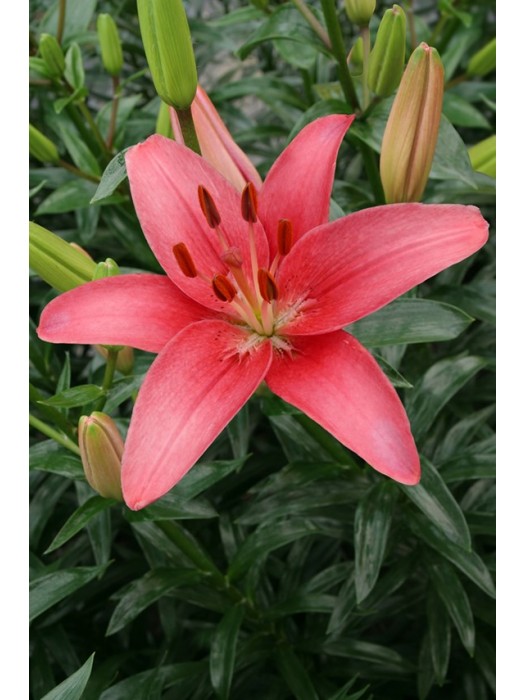 Lelija (Lot Lilium) 'Sylt'-LELIJOS-SVOGŪNINĖS GĖLĖS