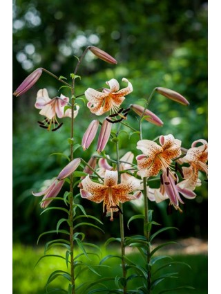 Lelija (Lot Lilium) 'Tiger Babies'-LELIJOS-SVOGŪNINĖS GĖLĖS
