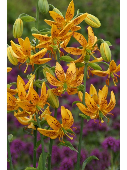 Lelija (Lot Lilium) 'Terrace City'-LELIJOS-SVOGŪNINĖS GĖLĖS