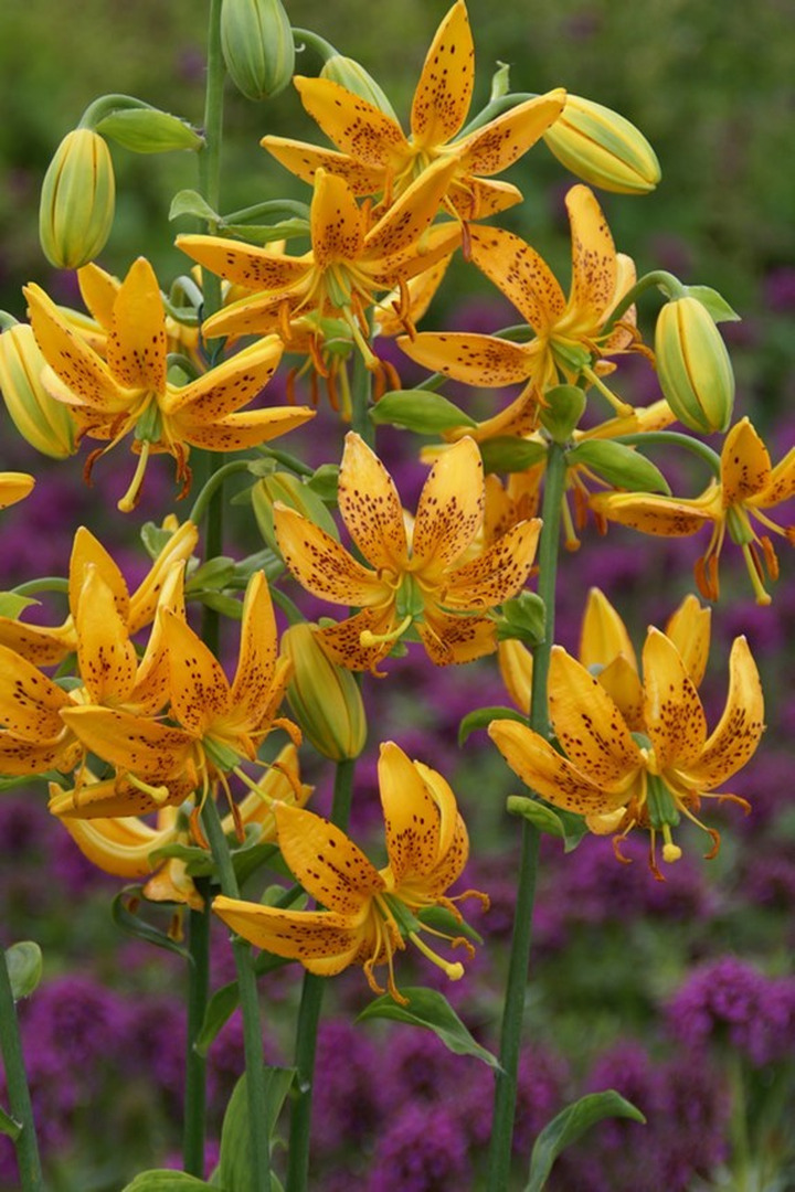 Lelija (Lot Lilium) 'Terrace City'-LELIJOS-SVOGŪNINĖS GĖLĖS
