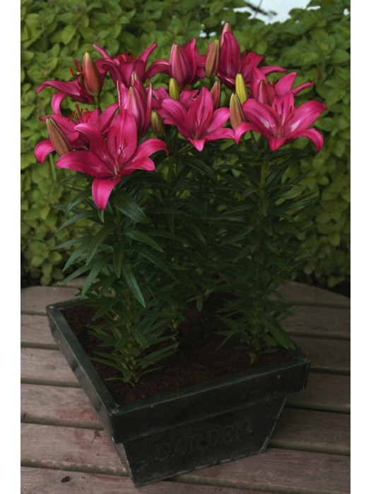 Lelija (Lot Lilium) 'Trendy Dakota'-LELIJOS-SVOGŪNINĖS GĖLĖS