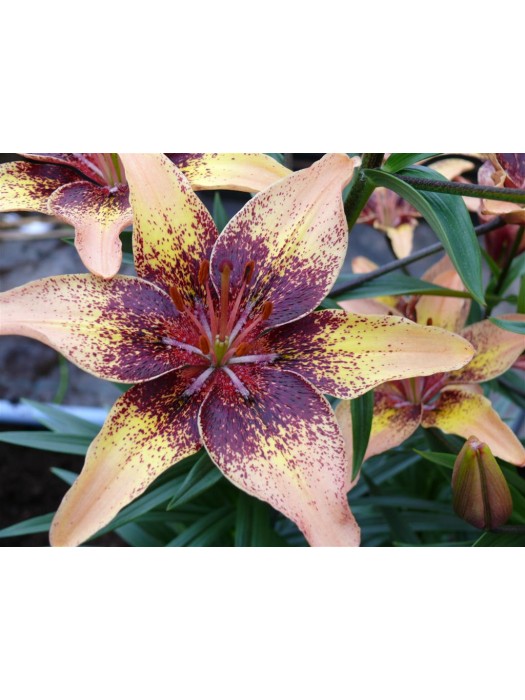 Lelija (Lot Lilium) 'Tribal Dance'-LELIJOS-SVOGŪNINĖS GĖLĖS