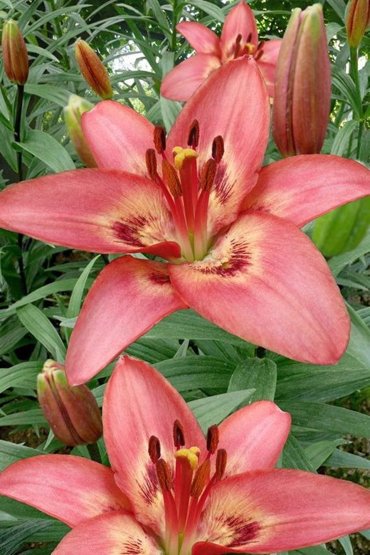 Lelija (Lot Lilium) 'Tinilco'-LELIJOS-SVOGŪNINĖS GĖLĖS