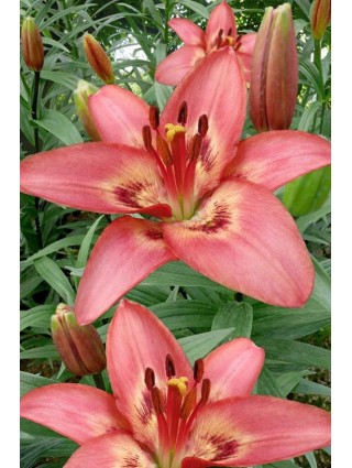 Lelija (Lot Lilium) 'Tinilco'-LELIJOS-SVOGŪNINĖS GĖLĖS