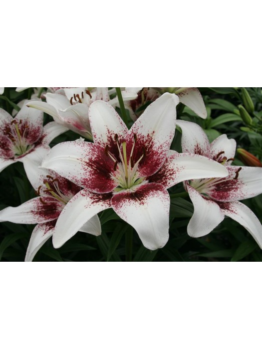 Lelija (Lot Lilium) 'Tribal Kiss'-LELIJOS-SVOGŪNINĖS GĖLĖS