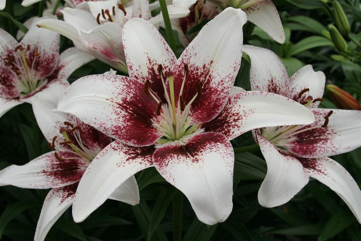 Lelija (Lot Lilium) 'Tribal Kiss'-LELIJOS-SVOGŪNINĖS GĖLĖS