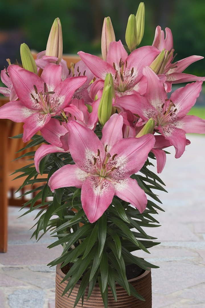 Lelija (Lot Lilium) 'Trendy Nicosia'-LELIJOS-SVOGŪNINĖS GĖLĖS
