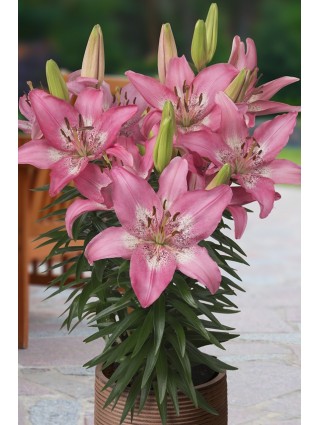 Lelija (Lot Lilium) 'Trendy Nicosia'-LELIJOS-SVOGŪNINĖS GĖLĖS