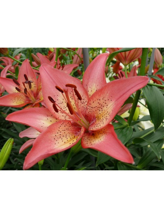 Lelija (Lot Lilium) 'Trogon'-LELIJOS-SVOGŪNINĖS GĖLĖS