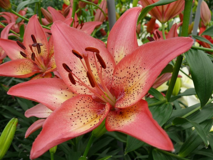 Lelija (Lot Lilium) 'Trogon'-LELIJOS-SVOGŪNINĖS GĖLĖS
