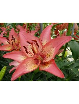 Lelija (Lot Lilium) 'Trogon'-LELIJOS-SVOGŪNINĖS GĖLĖS
