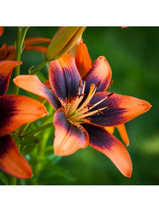 Lelija (Lot Lilium) 'Twosome'-LELIJOS-SVOGŪNINĖS GĖLĖS