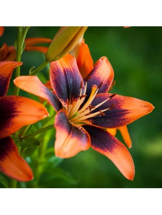 Lelija (Lot Lilium) 'Twosome'-LELIJOS-SVOGŪNINĖS GĖLĖS