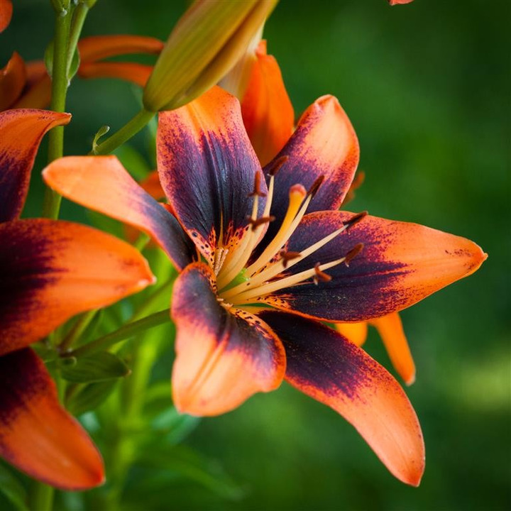 Lelija (Lot Lilium) 'Twosome'-LELIJOS-SVOGŪNINĖS GĖLĖS