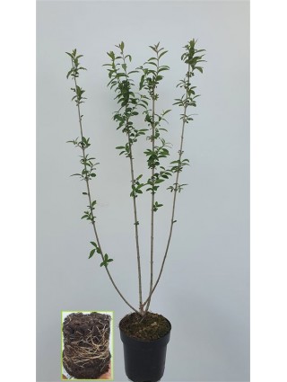 Paprastasis ligustras (Lot Ligustrum vulg.) 'Atrovirens' C2,5/P18 80-100 CM-KITI KRŪMAI-KRŪMAI