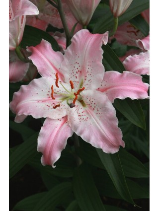Lelija (Lot Lilium) 'Virtuoso'-LELIJOS-SVOGŪNINĖS GĖLĖS