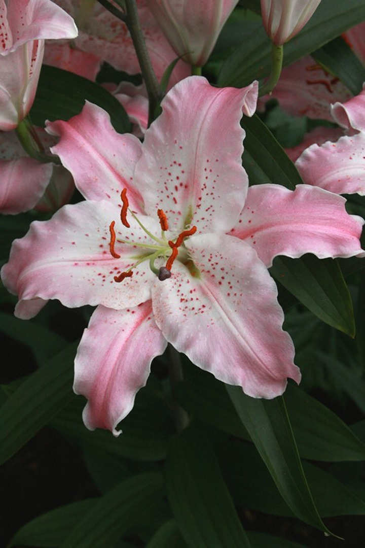 Lelija (Lot Lilium) 'Virtuoso'-LELIJOS-SVOGŪNINĖS GĖLĖS