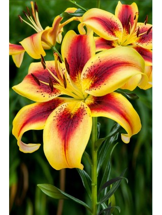 Lelija (Lot Lilium) 'Viva la Vida'-LELIJOS-SVOGŪNINĖS GĖLĖS