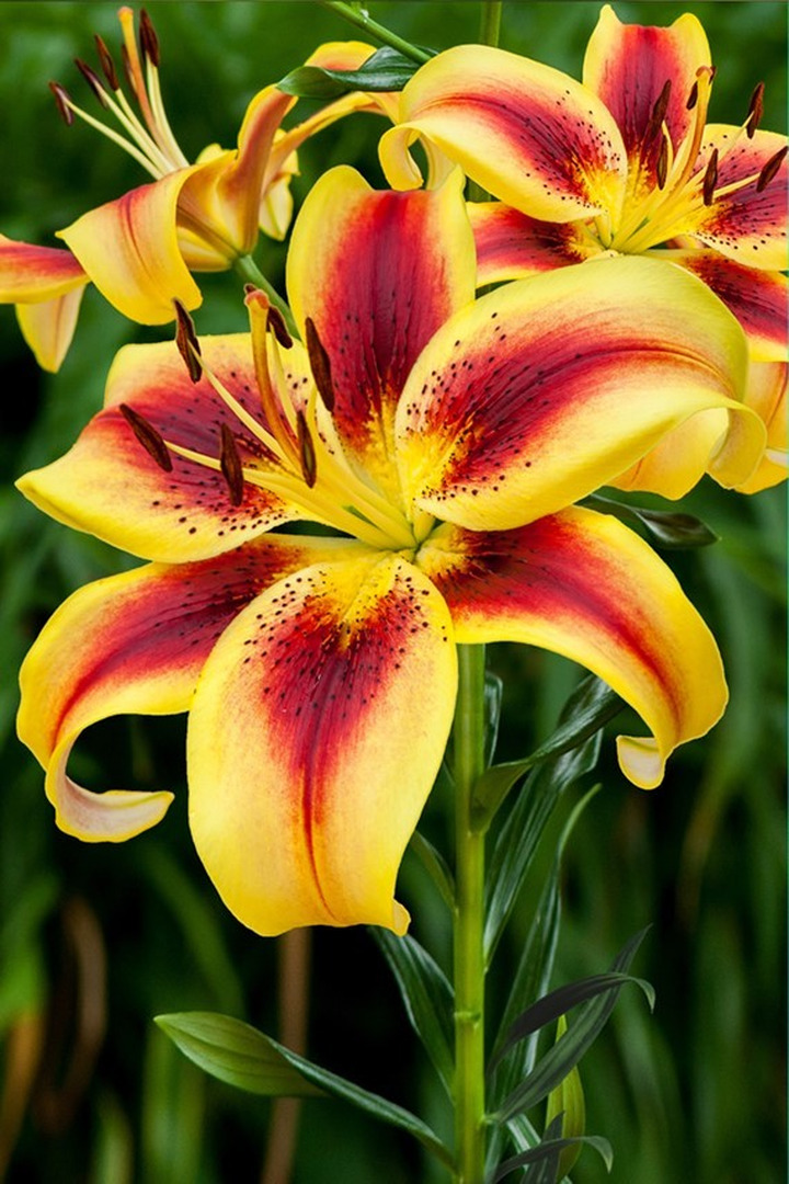 Lelija (Lot Lilium) 'Viva la Vida'-LELIJOS-SVOGŪNINĖS GĖLĖS