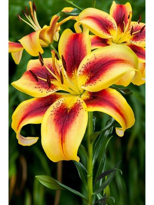 Lelija (Lot Lilium) 'Viva la Vida'-LELIJOS-SVOGŪNINĖS GĖLĖS