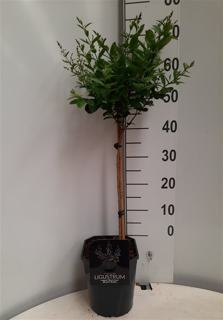 Paprastasis ligustras (Lot Ligustrum vulg.) 'Magical Bl.
