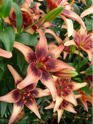 Lelija (Lot Lilium) 'Whistler'-LELIJOS-SVOGŪNINĖS GĖLĖS