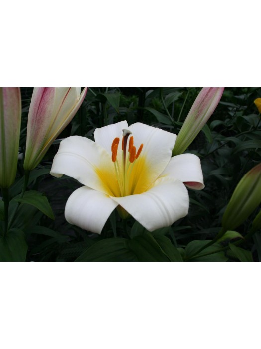 Lelija (Lot Lilium) 'White Planet'-LELIJOS-SVOGŪNINĖS GĖLĖS