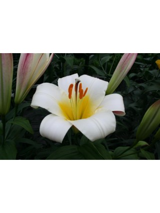Lelija (Lot Lilium) 'White Planet'-LELIJOS-SVOGŪNINĖS GĖLĖS