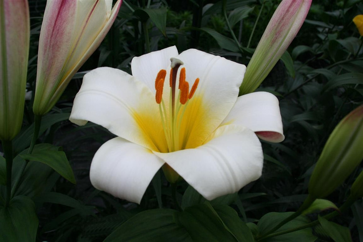 Lelija (Lot Lilium) 'White Planet'-LELIJOS-SVOGŪNINĖS GĖLĖS
