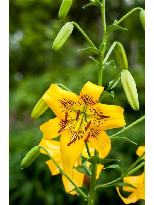Lelija (Lot Lilium) 'Yellow Bruse'-LELIJOS-SVOGŪNINĖS GĖLĖS