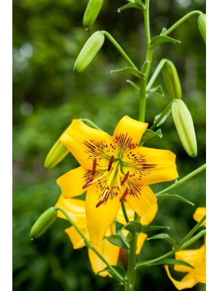 Lelija (Lot Lilium) 'Yellow Bruse'-LELIJOS-SVOGŪNINĖS GĖLĖS