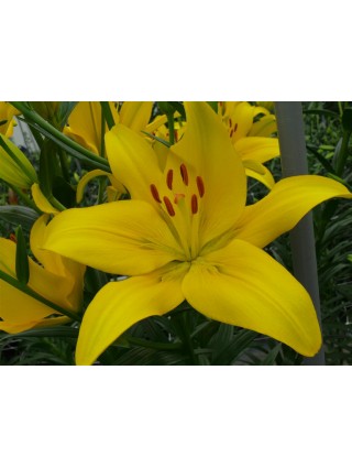 Lelija (Lot Lilium) 'Yellow County'-LELIJOS-SVOGŪNINĖS GĖLĖS