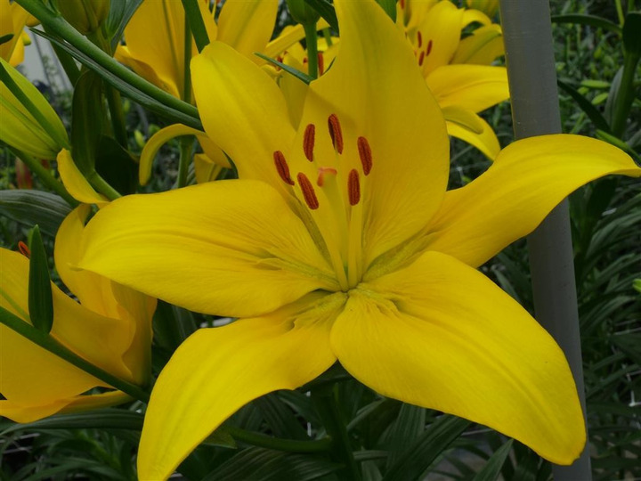 Lelija (Lot Lilium) 'Yellow County'-LELIJOS-SVOGŪNINĖS GĖLĖS