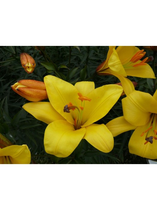 Lelija (Lot Lilium) 'Yellow Planet'-LELIJOS-SVOGŪNINĖS GĖLĖS