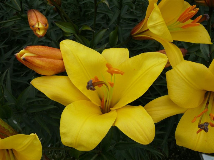 Lelija (Lot Lilium) 'Yellow Planet'-LELIJOS-SVOGŪNINĖS GĖLĖS