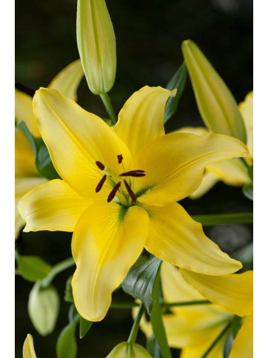 Lelija (Lot Lilium) 'Yellow Power'-LELIJOS-SVOGŪNINĖS GĖLĖS