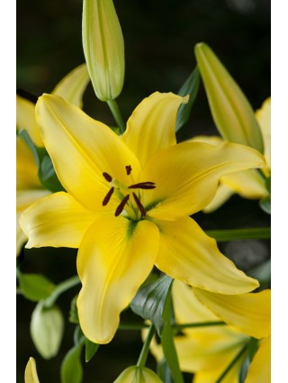 Lelija (Lot Lilium) 'Yellow Power'-LELIJOS-SVOGŪNINĖS GĖLĖS