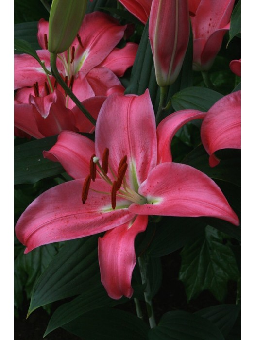 Lelija (Lot Lilium) 'Meridon'-LELIJOS-SVOGŪNINĖS GĖLĖS